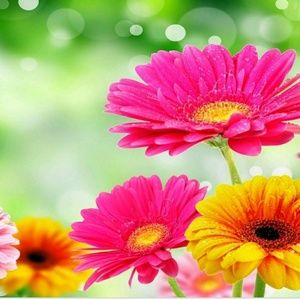 Meet your Posher, Paula